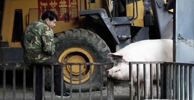 14岁猪坚强因年老衰竭死亡,3分钟回顾它的传奇经历