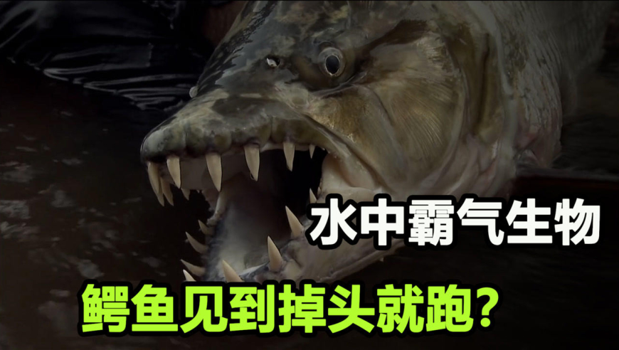 巨型食人鱼太凶残,连鳄鱼都吃,看到这种鱼才知道什么是力量