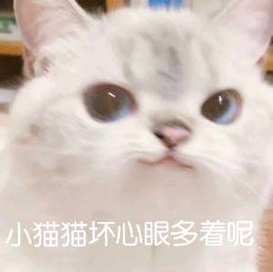 可爱喵喵表情包|谁会拒绝一只小猫咪呢