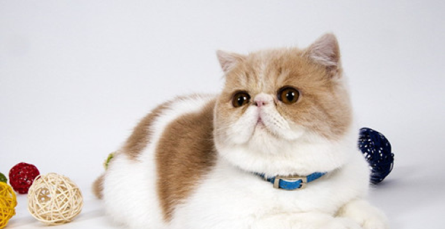可爱的加菲猫,你会养吗?