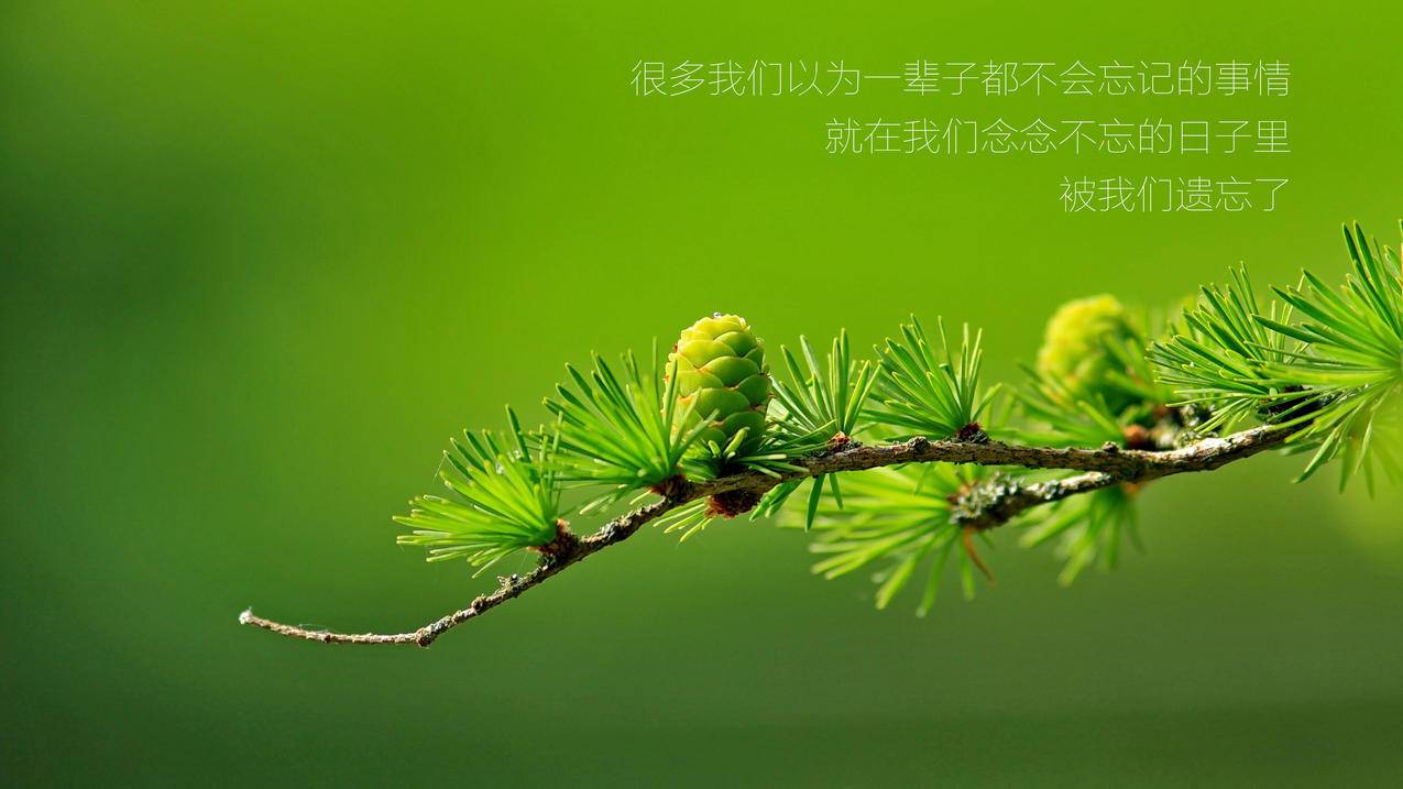 快手买1000粉0.01元下单双击大地小白龙 - 快手点赞1米200赞