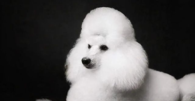 贵宾犬和泰迪的区别看了这个我终于明白了
