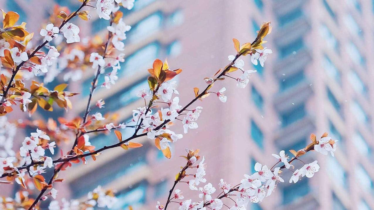 dropdownlist 绑定 - 动画模拟日本核污水排海流向_the ballad