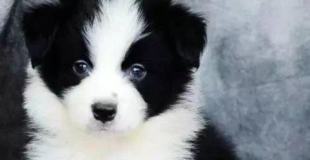 边牧专栏丨教你挑选容易训练的边境牧羊犬幼犬