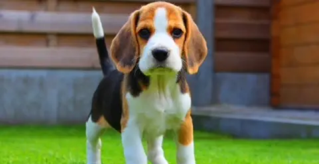 哈利犬与比格犬的区别怎么去区分呢