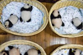太可爱了进来看熊猫幼崽