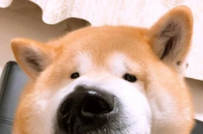 斗图小黄脸表情包
