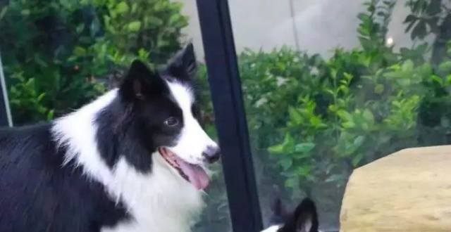 边牧专栏丨训练两只边境牧羊犬和谐共处