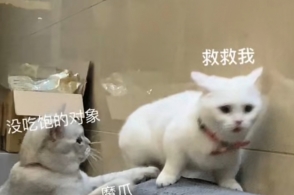 妈宝女表情包