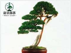 盆景制作视频教程大全