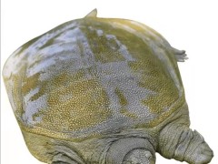甲鱼哥听说你很野,我甲鱼人比你更野