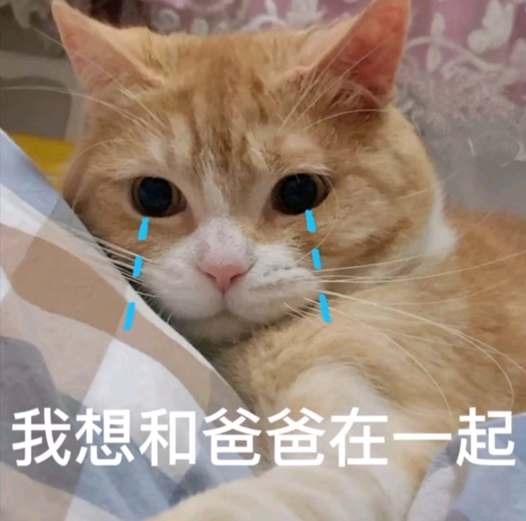 妈宝爸宝表情包