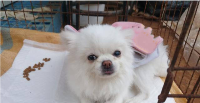博美犬被遗弃在深山里四肢瘫痪无法动弹也曾是谁家的小可爱