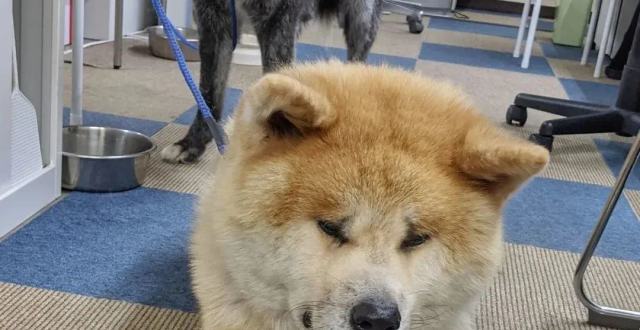 日本一只秋田犬因为哀愁脸走红