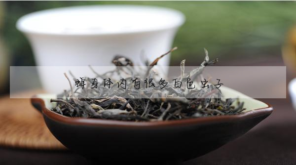蟬身體内有很多白色蟲子