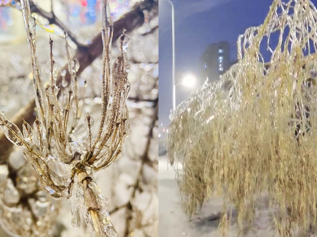 急降温冻雨过后 哈尔滨出现今冬首场雨凇 冰花世界晶莹剔透