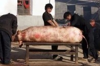 67老汉和媳妇杀猪,看一次笑一次!