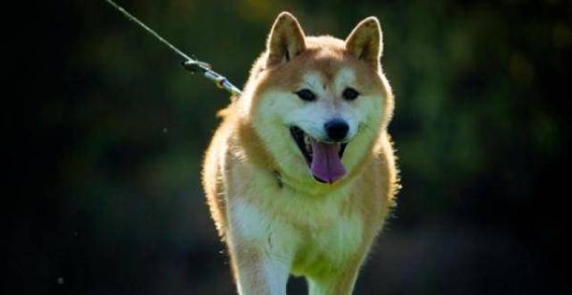 柴犬登登原主人现身赎狗买家称不会放手