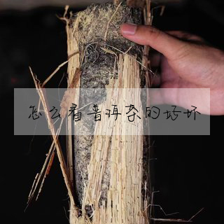 怎麼看普洱茶的好壞