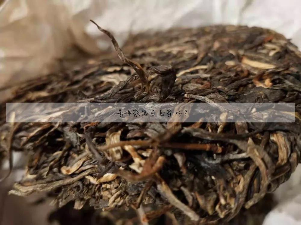 普洱茶屬于白茶嗎?