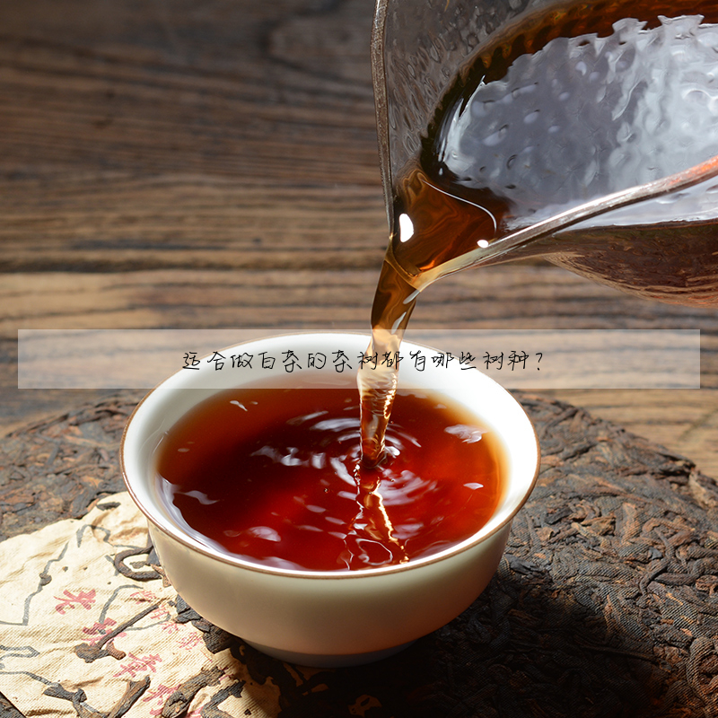 适合做白茶的茶樹都有哪些樹種?
