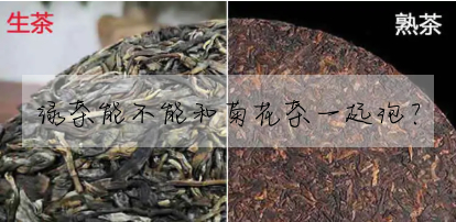 綠茶能不能和菊花茶一起泡?