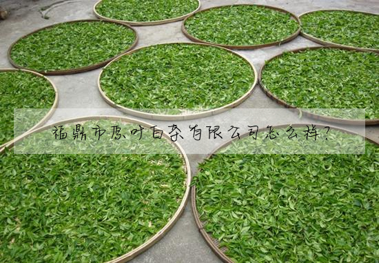 福鼎市原葉白茶有限公司怎麼樣？