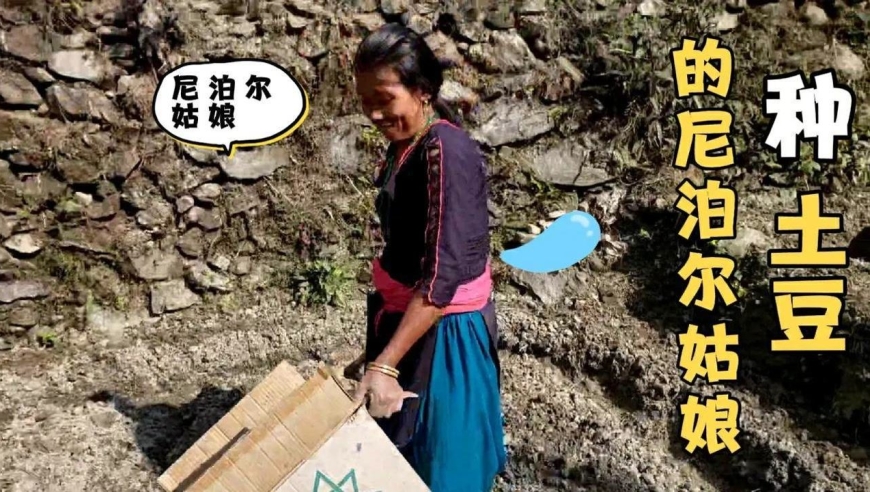 高哥李哥带上两个尼泊尔姑娘上山看咖啡去了,我走路