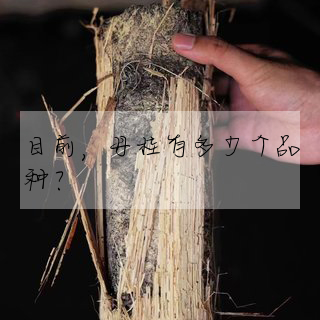 目前,丹桂有多少個品種?