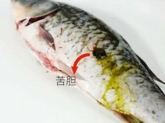 杀鱼时鱼胆被弄破了,你想知道怎么处理吗?