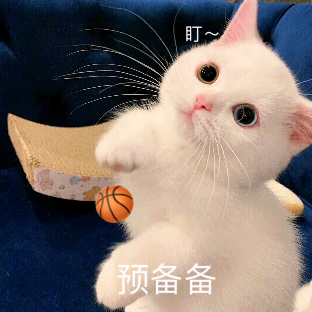 表情包丨萌萌的猫咪表情包合集太可爱了