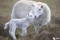 新生羔羊必须早吃母羊初乳