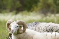 决定母羊高产的四大因素！