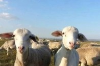 优质肉羊品种多元杂交技术，为羊友创造更多的财富！
