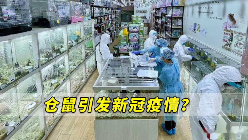 仓鼠引发新冠疫情?香港继续排查有关批次仓鼠,呼吁市民上报