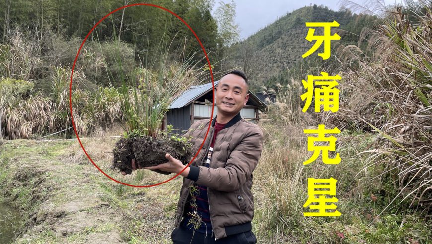 农村珍贵稀有的"牙痛草,浑身上下都是宝,快来了解好处不吃亏
