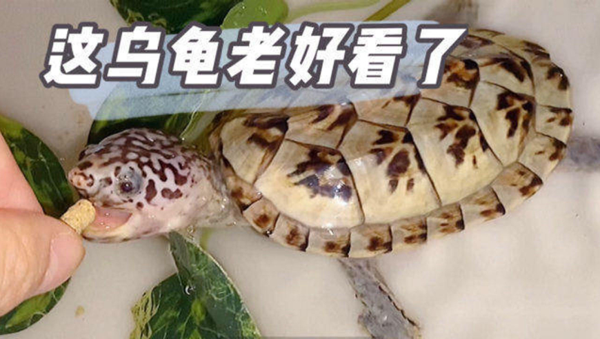 这么漂亮的小乌龟爱了爱了!墨西哥蛋龟喂食
