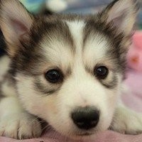 王玉雯曾是肖战绯闻女友,为了撩徐正溪,吐槽林