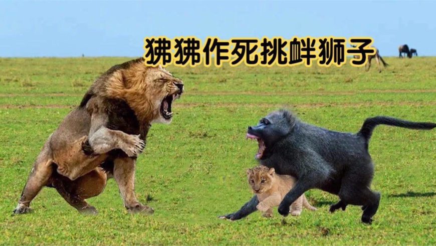 狒狒挑衅狮子,不料狮群赶来直接将其活吞,看着太解气了
