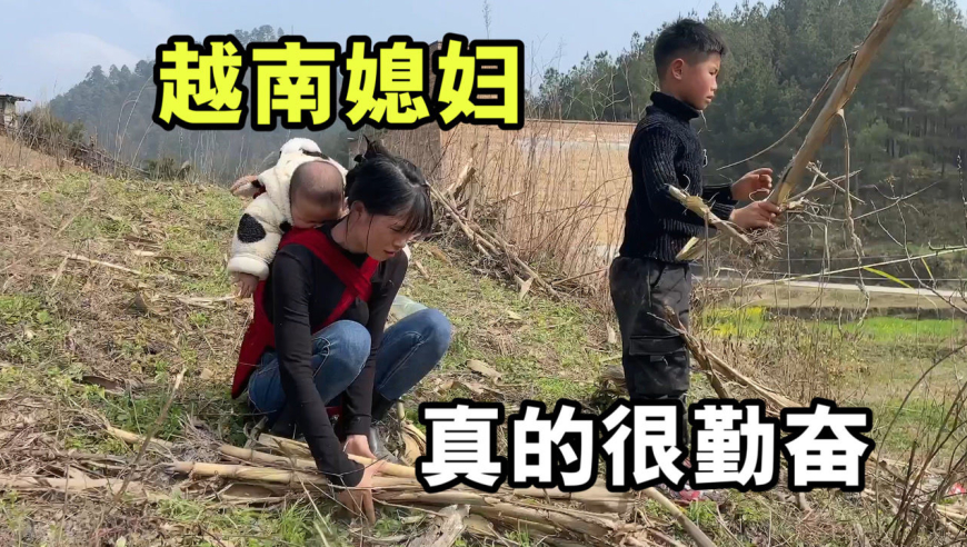 带越南媳妇小秋下地干农活,小秋背着孩子干的有模有样!也不嫌累