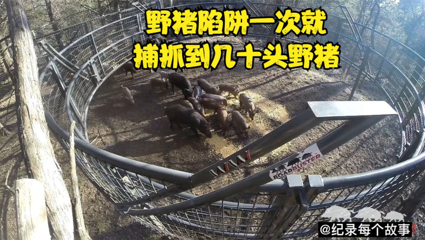 野猪泛滥成灾,农夫自制陷阱用玉米做诱饵一次就捕抓到几十头野猪