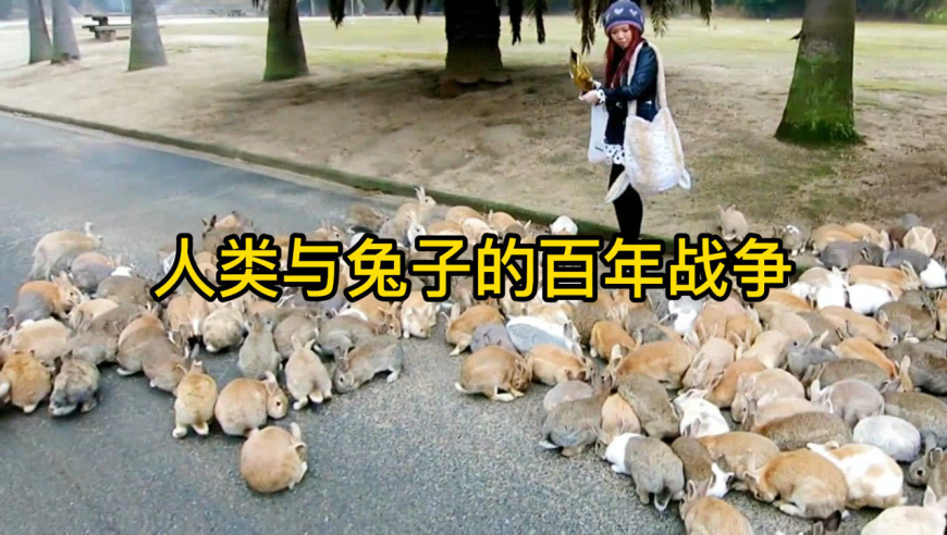 澳大利亚兔子泛滥,人类与兔子的百年大战.
