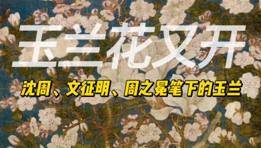 明朝时玉兰才成为主流绘画题材,沈周,文征明和周之冕都为其留影