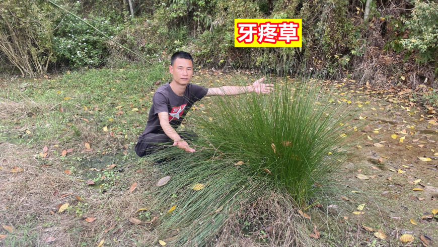 鱼塘长的"牙疼草"市场要买120斤,还好多人不知道,一起认识下