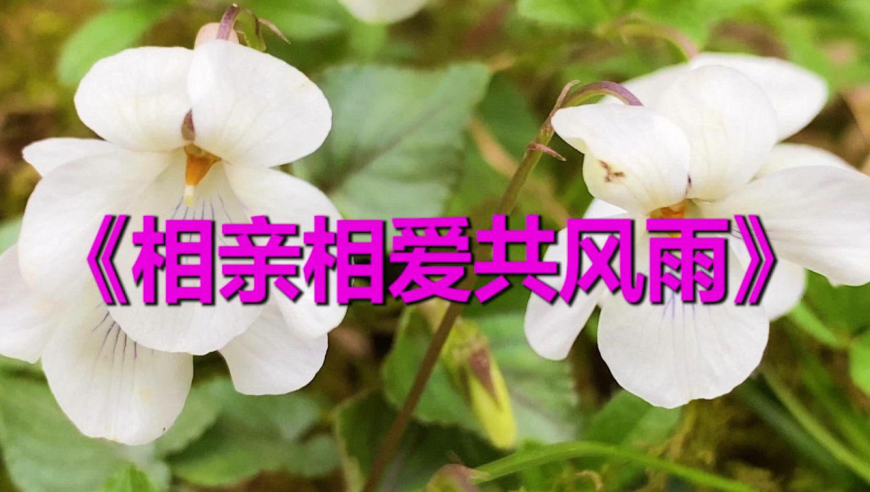 一首情歌对唱《相亲相爱共风雨》歌声甜美,醉人心扉,非常好听!