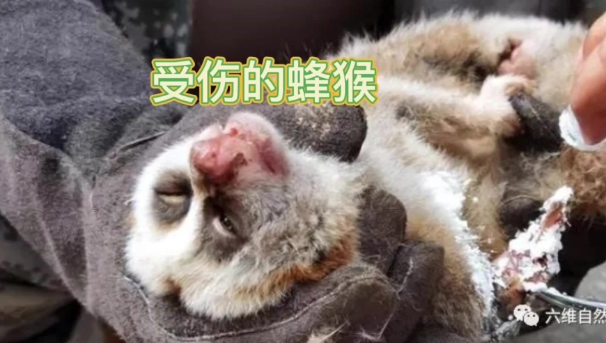 珍稀小动物出现在云南一医院,是蜂猴前肢已受伤,找对地方养伤了