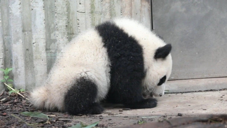 可爱的熊猫宝宝福多多满场跑,最后拉完臭臭还蹭蹭小尾巴