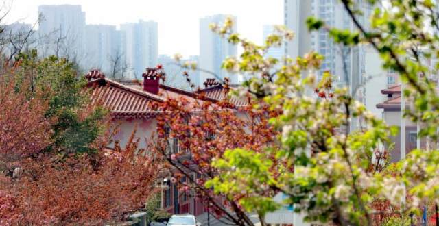 青岛市北区樱花小镇：浪漫樱花待客来_腾讯新闻