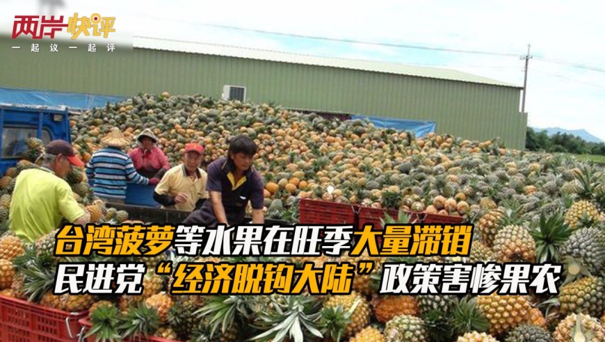 台湾菠萝等水果在旺季大量滞销,民进党"经济脱钩大陆"政策害惨果农