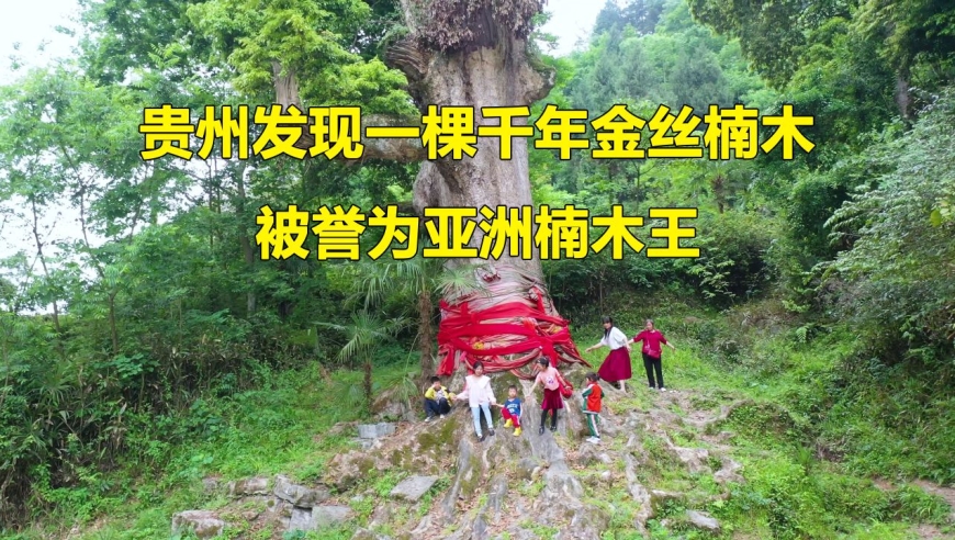 贵州山村发现一棵千年金丝楠木,被誉为亚洲楠木王,价值连城